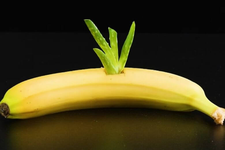 طريقه زراعه نبته الصبار فى موزه وصدق او لا تصدق سرعه وفوائد Aloe-vera-banaan